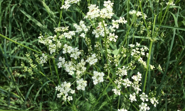 Dépistage de mauvaises herbes.