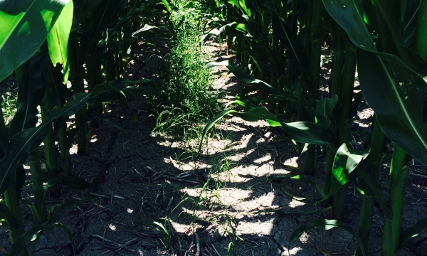 Essai d'Implantation en culture intercalaire dans le maïs-grain