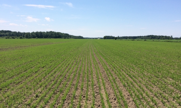 Champ d'avoine fertilisé avec des boues